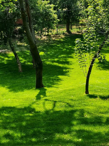 Juicy photo of a green lawn located in a beautiful park among tall trees. Early morning