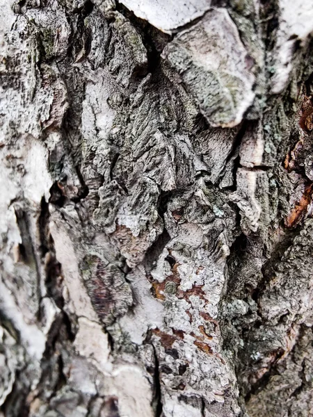 Kavak dokusu, canlı duvar kağıtları, makro fotoğrafçılık, yüksek kalite.