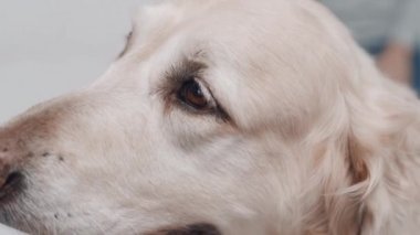 Beyaz labrador av köpeğinin yakın çekimi. Kendini evcil hayvanın kahverengi gözlerine adamış. Namlu ağzında pürüzsüz, bakımlı bir ceket var. Yavaş çekim