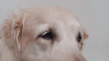 Beyaz labrador av köpeğinin yakın çekimi. Kendini evcil hayvanın kahverengi gözlerine adamış. Namlu ağzında pürüzsüz, bakımlı bir ceket var. Yavaş çekim