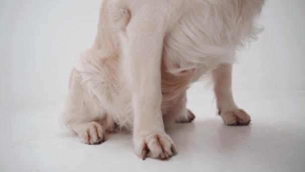 Tassar av vit labrador ovanifrån, närbild av vit retriever hund ben. Långsamma rörelser — Stockvideo