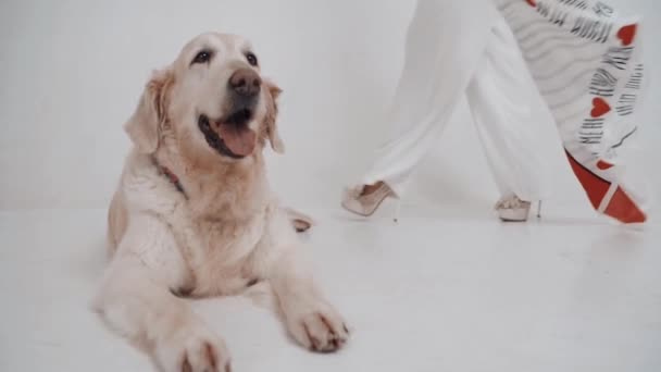 ลูกสุนัขโกลเด้นรีทรีฟเวอร์สีขาวกับเจ้าของสาวโพสกับกล้องบนพื้นหลังสีขาว การเคลื่อนไหวช้า — วีดีโอสต็อก