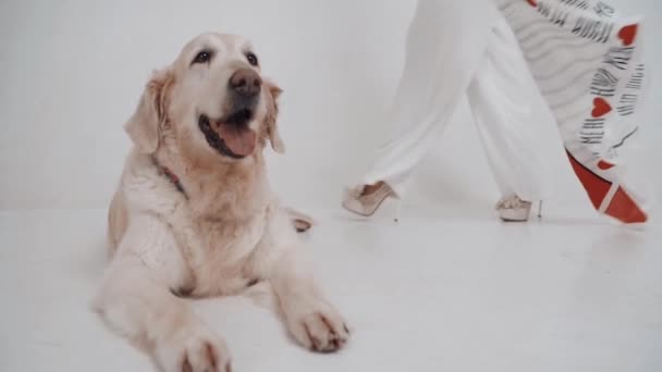 Hvid Golden Retriever Hvalp med Ejer Pige poserer til kamera på hvid baggrund. Langsom bevægelse – Stock-video