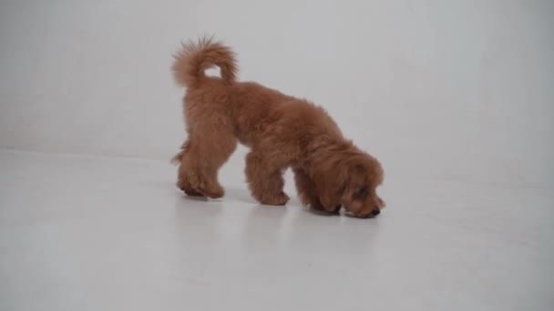 ลูกสุนัข Maltipoo น่ารักเล็ก ๆ บนพื้นหลังสีขาว การเคลื่อนไหวช้า — วีดีโอสต็อก