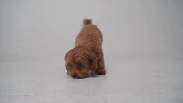 ลูกสุนัข Maltipoo น่ารักเล็ก ๆ บนพื้นหลังสีขาว การเคลื่อนไหวช้า — วีดีโอสต็อก
