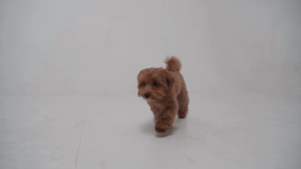 Pequeno bonito Maltipoo filhote de cachorro no fundo branco. Movimento lento — Vídeo de Stock