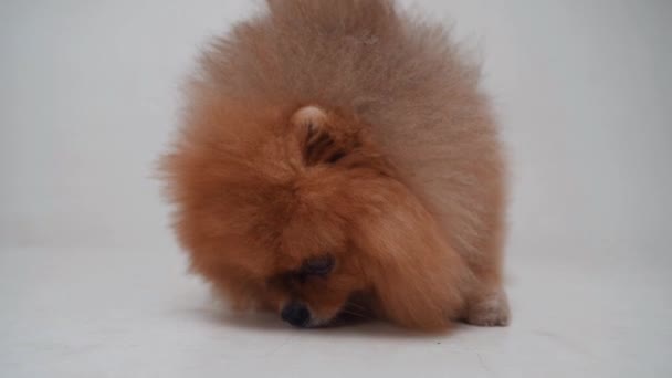 Maro Pomeranian câine, animal de companie drăguț, aproape-up rotund animal fata amuzant pe fundal alb. Slow motion — Videoclip de stoc