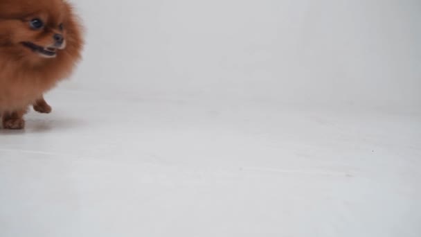 Marrón Pomerania perro, lindo animal doméstico, primer plano redondo animal cara divertida sobre fondo blanco. Movimiento lento — Vídeos de Stock