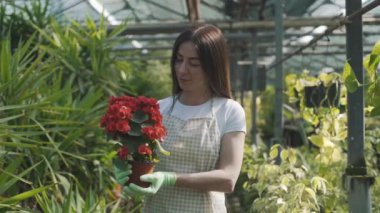 Önlüklü kadın çiçekçi bir saksı çiçek ve çiçek tutuyor. Kız seradaki ev bitkileriyle ilgileniyor. Çiçeklerle ilgilenmek
