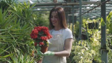 Önlüklü kadın çiçekçi bir saksı çiçek ve çiçek tutuyor. Kız seradaki ev bitkileriyle ilgileniyor. Çiçeklerle ilgilenmek