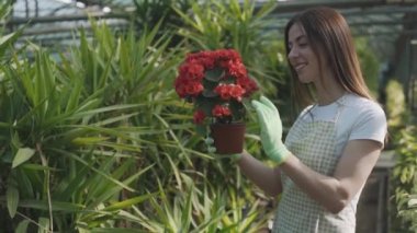Önlüklü kadın çiçekçi bir saksı çiçek ve çiçek tutuyor. Kız seradaki ev bitkileriyle ilgileniyor. Çiçeklerle ilgilenmek