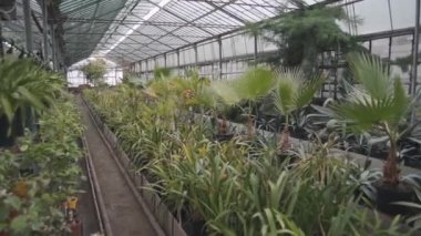 Bahar mevsiminde yetişen bitkiler, sera tarımında çiçekler ve yeşiller