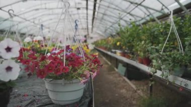 Bahar mevsiminde yetişen bitkiler, sera tarımında çiçekler ve yeşiller