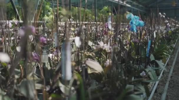 Вирощування рослин у весняний період, квіти та зелень у тепличному господарстві — стокове відео