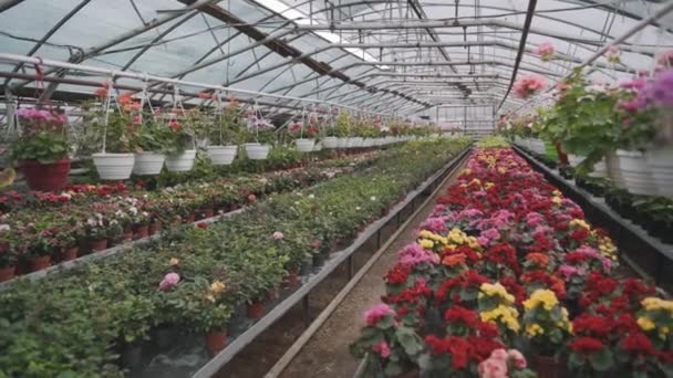 Plantes en croissance au printemps timelapse, fleurs et verts dans l'agriculture en serre — Video