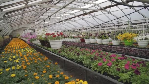 Plantas em crescimento na primavera timelapse, flores e verduras na agricultura de efeito estufa — Vídeo de Stock