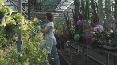 Kız, bir saksıda serada içinde küçük fideler olan bir çiçek asıyor. Yavaş çekim.