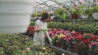 Kız bahçede çiçek sıkıyor. Kafkasyalı kadın bitkileri nemlendirerek ilgilenir. Bahçeciliğin yavaş çekim videosu