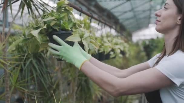 Девушка Вешает Цветочный Горшок Молодыми Саженцами Оранжерее Медленный Выстрел — стоковое видео