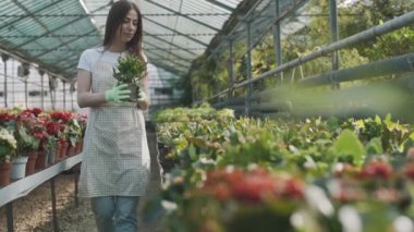 Dişi bahçıvan seradaki bitki ve çiçeklerle ilgilenir.