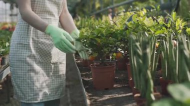 Genç çiftçi kız elinde yeşilliklerle saksıyı tutuyor. Çiçekli sera. Yavaş çekim