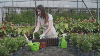 Güzel bayan çiçekçi nakilleri ve seradaki bitkilerle ilgilenir. Yavaş çekim