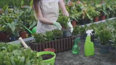 Güzel bayan çiçekçi nakilleri ve seradaki bitkilerle ilgilenir. Yavaş çekim