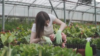 Güzel bayan çiçekçi nakilleri ve seradaki bitkilerle ilgilenir. Yavaş çekim