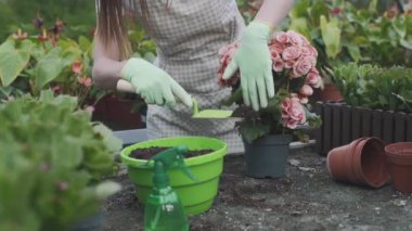 Güzel bayan çiçekçi nakilleri ve seradaki bitkilerle ilgilenir. Yavaş çekim