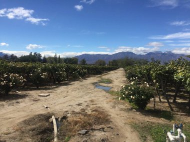 campo de uvas en las montaas de Mendoza