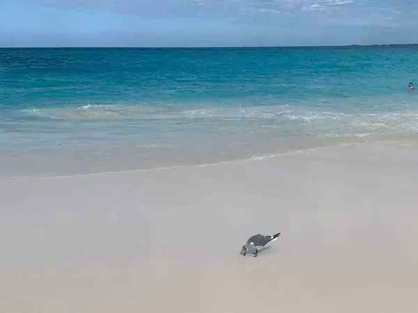 Gaviota Las Playas Turquesas Bahamas — Stockfoto