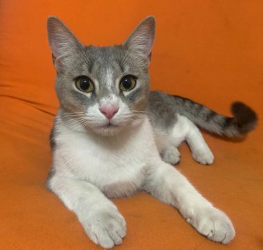 gato joven mirando a la camara