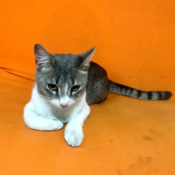 Gato Joven Gris Descansando Sofá — Fotografia de Stock