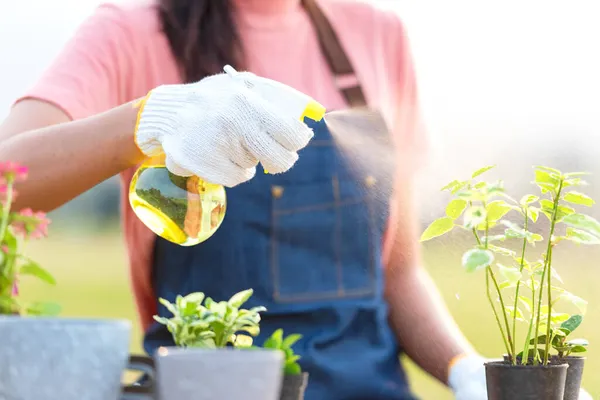 Cerca Mano Mujer Jardinero Ayudar Afforest Regar Planta Con Árboles —  Fotos de Stock