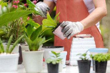 Kapalı eller kadın bakımı bahçede çiçek eker. İnsanların hobisi ve evde serbest bahçe işleri, doğa bahçesi geçmişi. Bahar ve yaz günlerinde mutlu ve keyifli