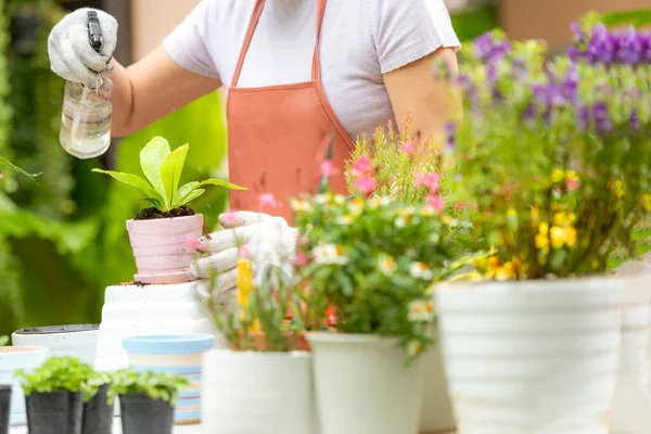 Cerca Las Manos Mujer Cuidado Planta Flor Jardín Gente Hobby —  Fotos de Stock