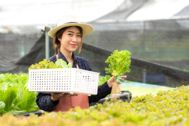 Owner farmer working and care vegetable or nurse growth plants Hydroponic organic in greenhouse.   Asian women gardener in agriculture industry. Hydroponic agricultural system.  Business small concept