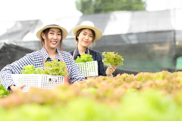 Owner Farmer Working Care Vegetable Nurse Growth Plants Hydroponic Organic — Stockfoto
