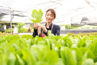 Owner farmer working and care vegetable or nurse growth plants Hydroponic organic in greenhouse.  Asian family women gardener in agriculture industry. Hydroponic agricultural system.  Business small concept
