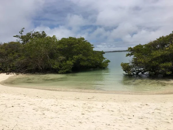 Mangrove Som Endemisk Til Øya Galapagos – stockfoto