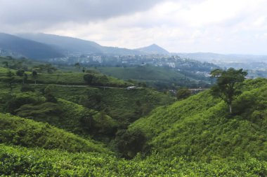 Lawu Dağı 'nın çevresindeki manzara güzel ve serin bitkilerle dolu.