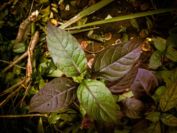 叶子和枝条周围地上的褐色和绿色叶子 — 图库照片