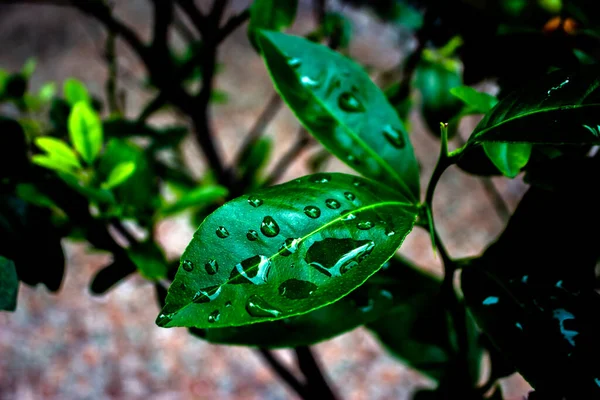 Drops Water Textured Green Leaves — 图库照片