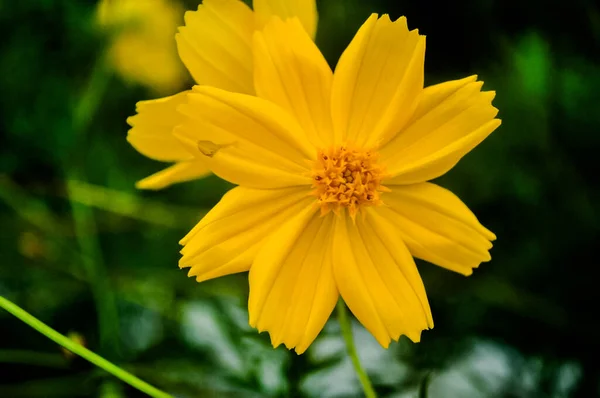 View Blooming Yellow Flowers Green Stems Blurred Background — Stockfoto
