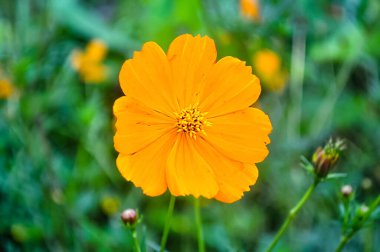 Bulanık bir arkaplanda açan sarı çiçeğe odaklan