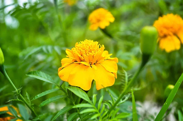 Focus Yellow Flower Bloom Green Blurred Background Leaves Stems — 图库照片