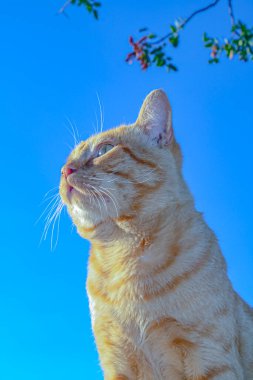 Çatıda yeşil gözlü kırmızı kedi profili, dikkatli görünüyor