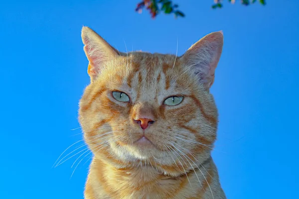 Çatıda yeşil gözlü kızıl kedi