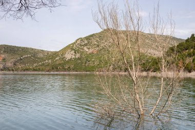 Bataklığın ortasında boğulmuş bir ağaç, dağları da...