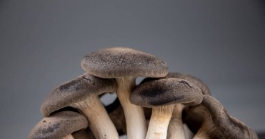 Evde yetişmesi için bir paket devedikeni mantarı, kendi kendini yetiştirme kiti. 